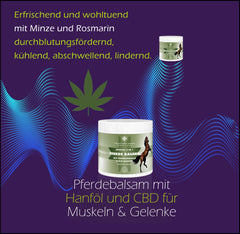 Pferde Balsam mit Teufelskralle und Cannabidiol (CBD) Pferdesalbe - in 2 Größen